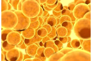 [Sigh Energy] Конвертер жировых клеток | Fat Cell Converter Powerful Plus +11x(Extra Strong)