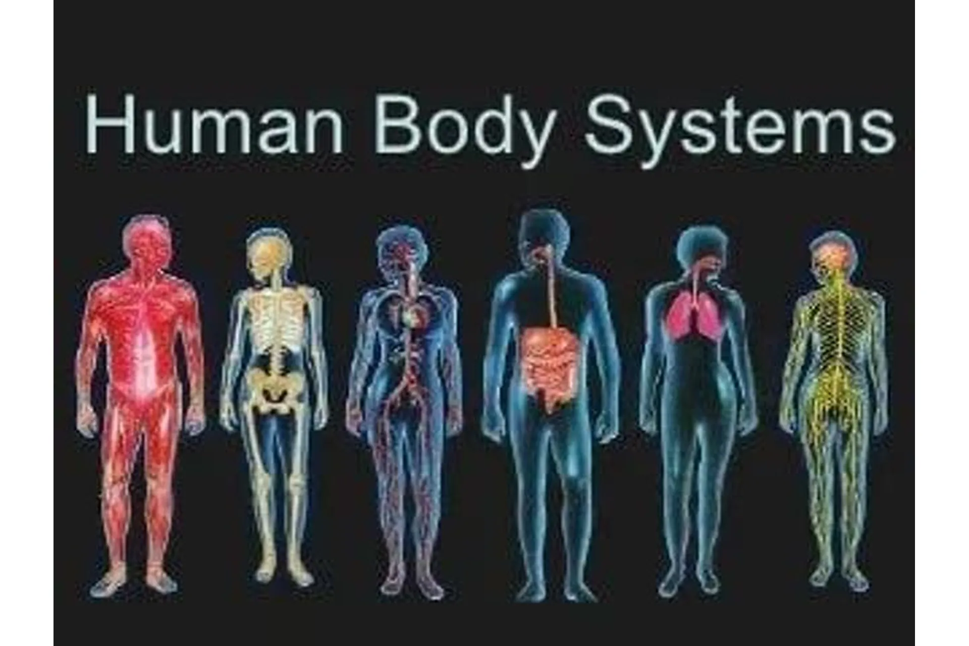 [Sigh Energy] Исцеление и регенерация систем человеческого организма, фото 1 из 1.