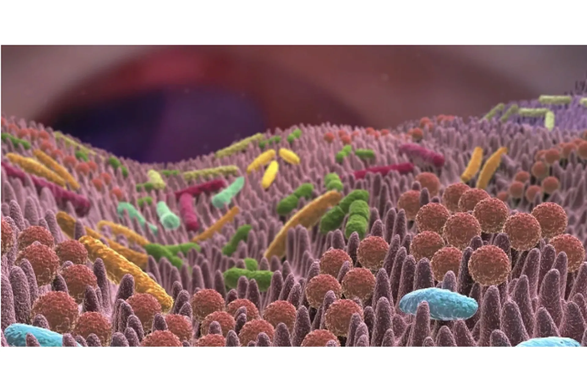 [Sigh Energy] Микробиом / Microbiome Powerful Plus +11x (Extra Strong), фото 1 из 1.