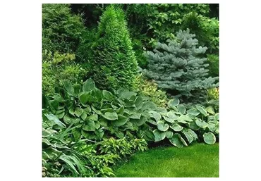 [Школа Ландшафтного Дизайна] Растительные композиции (Оксана Хлебородова)