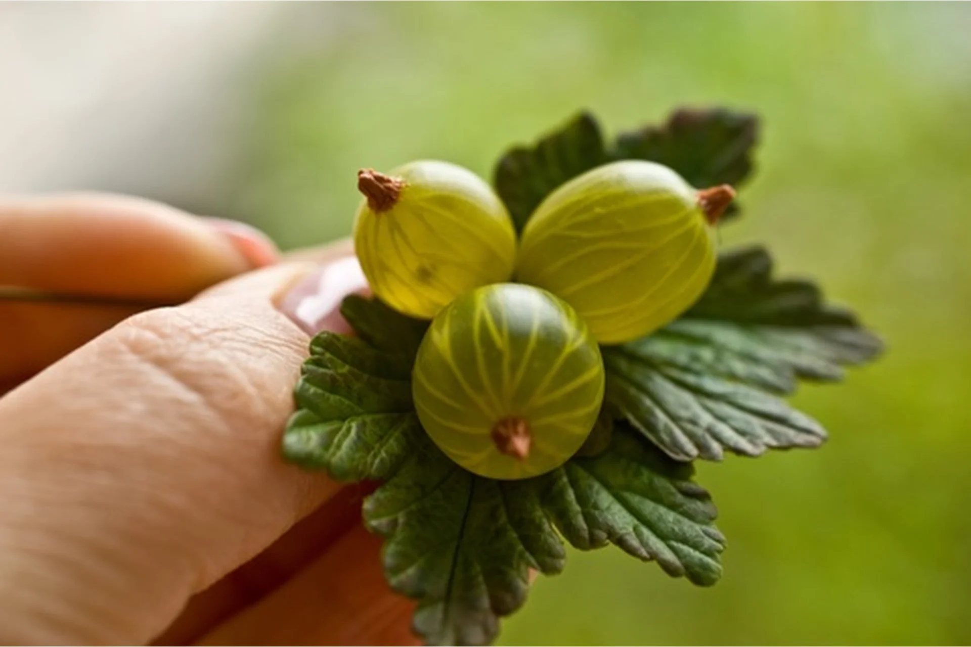 Крыжовник. Сборка брошки и сережек (Екатерина Килязова), фото 1 из 1.