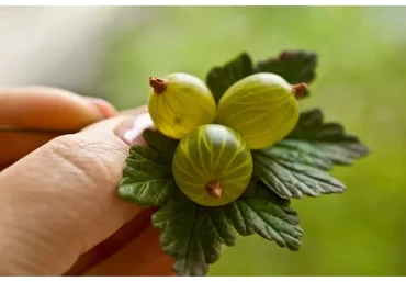 Крыжовник. Сборка брошки и сережек (Екатерина Килязова)