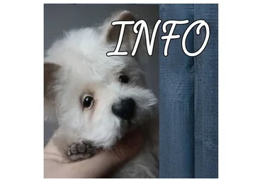 Онлайн по собакам в 2 частях: Вестик/Йорик и Китайская хохлатая/Такса (Светлана Каракулева)