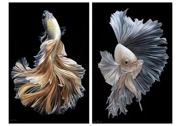 Рыбки (Юлия Дубинина)