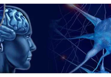 Остеопатические техники на головном мозге и черепно-мозговых нервах (Жан-Пьер Барраль)