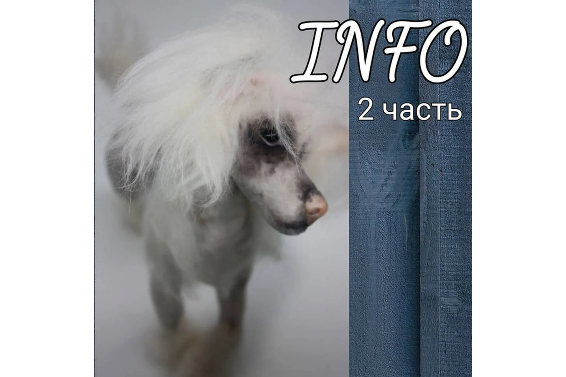 Онлайн по собакам. Блок 2. Китайская хохлатая / Такса (Светлана Каракулева), фото 1 из 1.