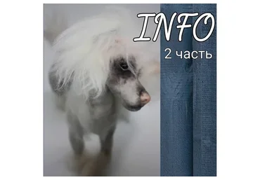 Онлайн по собакам. Блок 2. Китайская хохлатая / Такса (Светлана Каракулева)