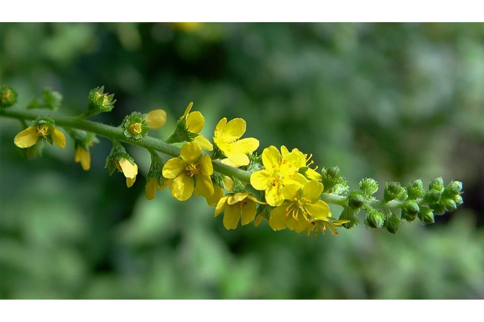 [Фитоведа] Фитооздоровление кожных заболеваний (Юлия Коршикова), фото 1 из 1.