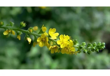 [Фитоведа] Фитооздоровление кожных заболеваний (Юлия Коршикова)