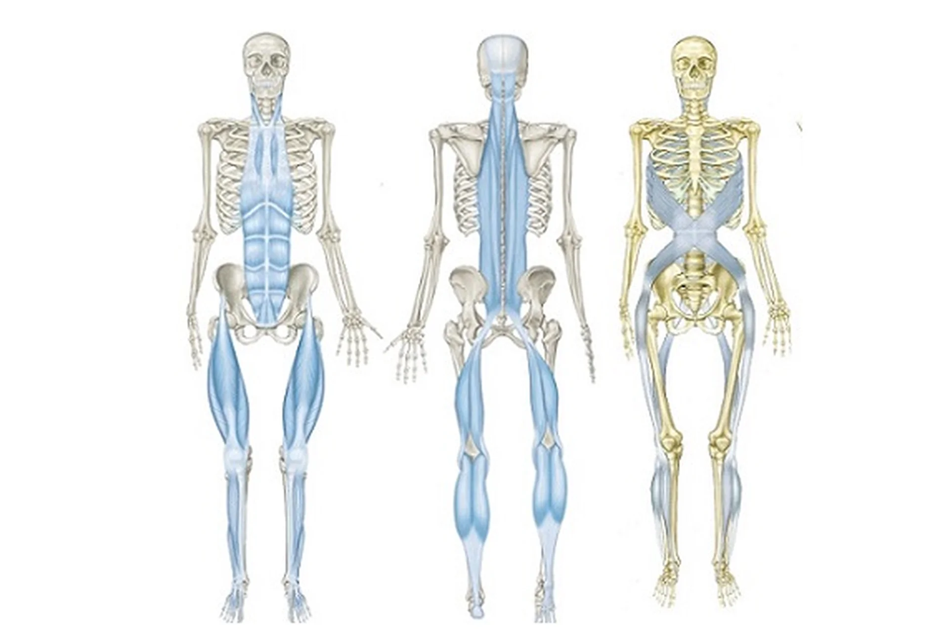 Миофасциальная тренировка slings и современный пилатес (Том Маерс), фото 1 из 1.