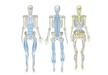 Миофасциальная тренировка slings и современный пилатес (Том Маерс)