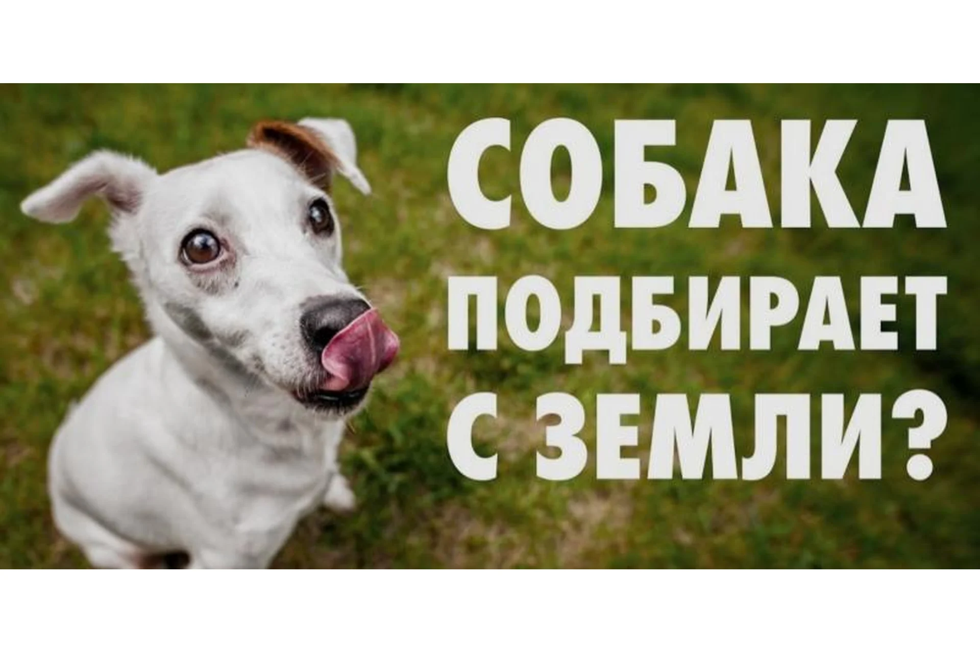 [Kinolog School] Помойка: отказ от подбора еды на улице. Самостоятельный (Антонина Зимарева), фото 1 из 1.