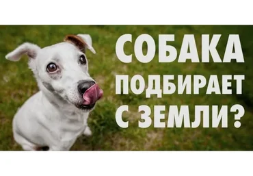 [Kinolog School] Помойка: отказ от подбора еды на улице. Самостоятельный (Антонина Зимарева)