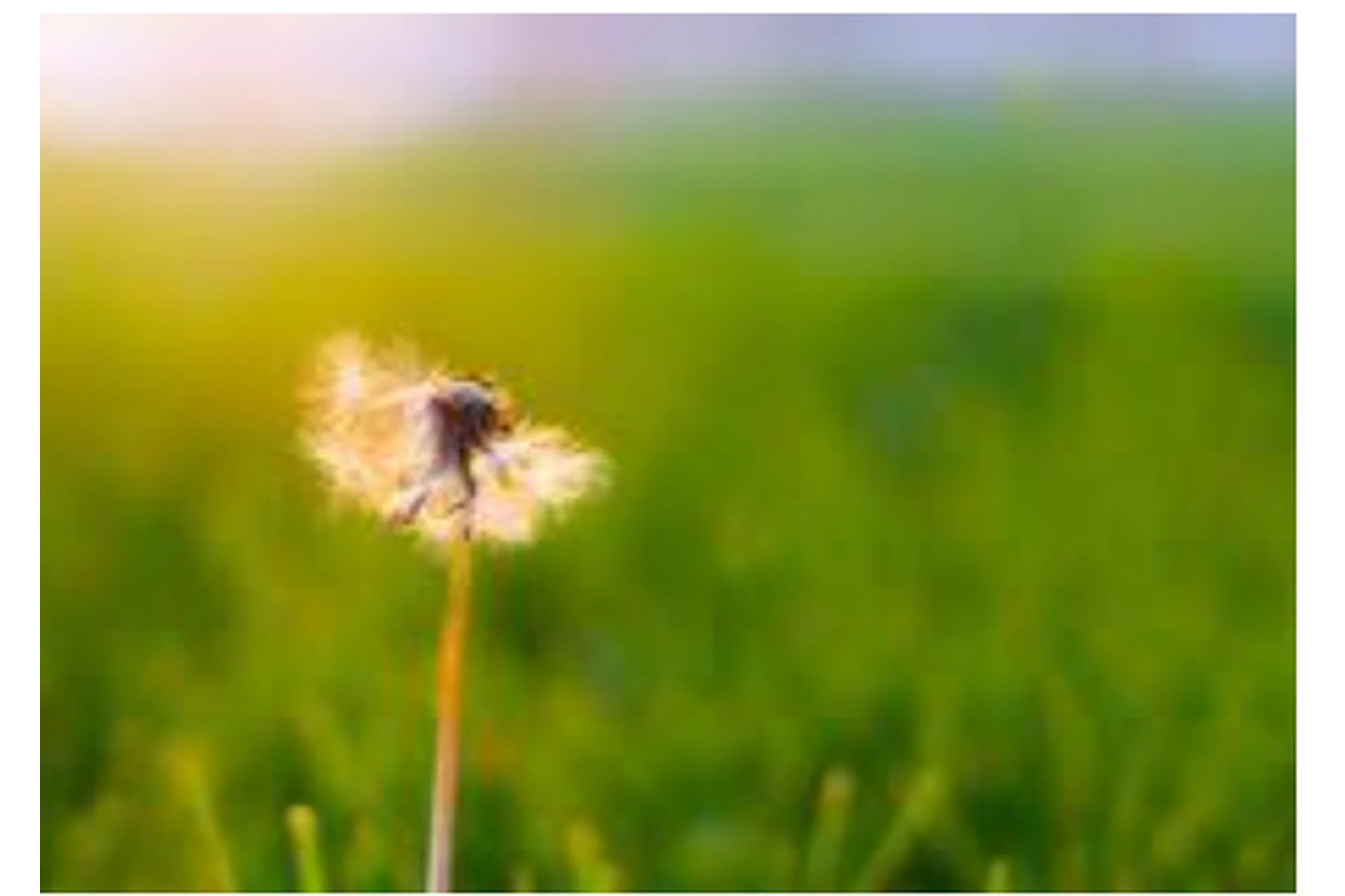 Stop выпадение! — Возвращаем волосы, выращиваем их на лысине,увеличиваем густоту (Светлана Плетнева), фото 1 из 1.