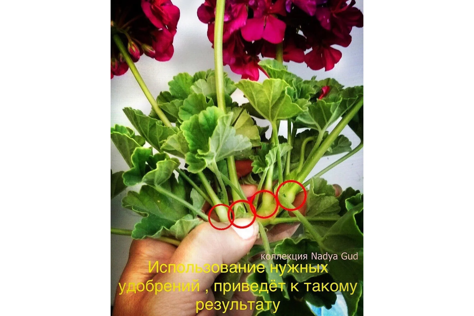 Авторский курс по уходу за пеларгонией и геранью (Надежда Гуд), фото 1 из 1.