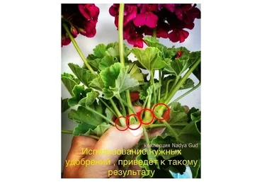 Авторский курс по уходу за пеларгонией и геранью (Надежда Гуд)