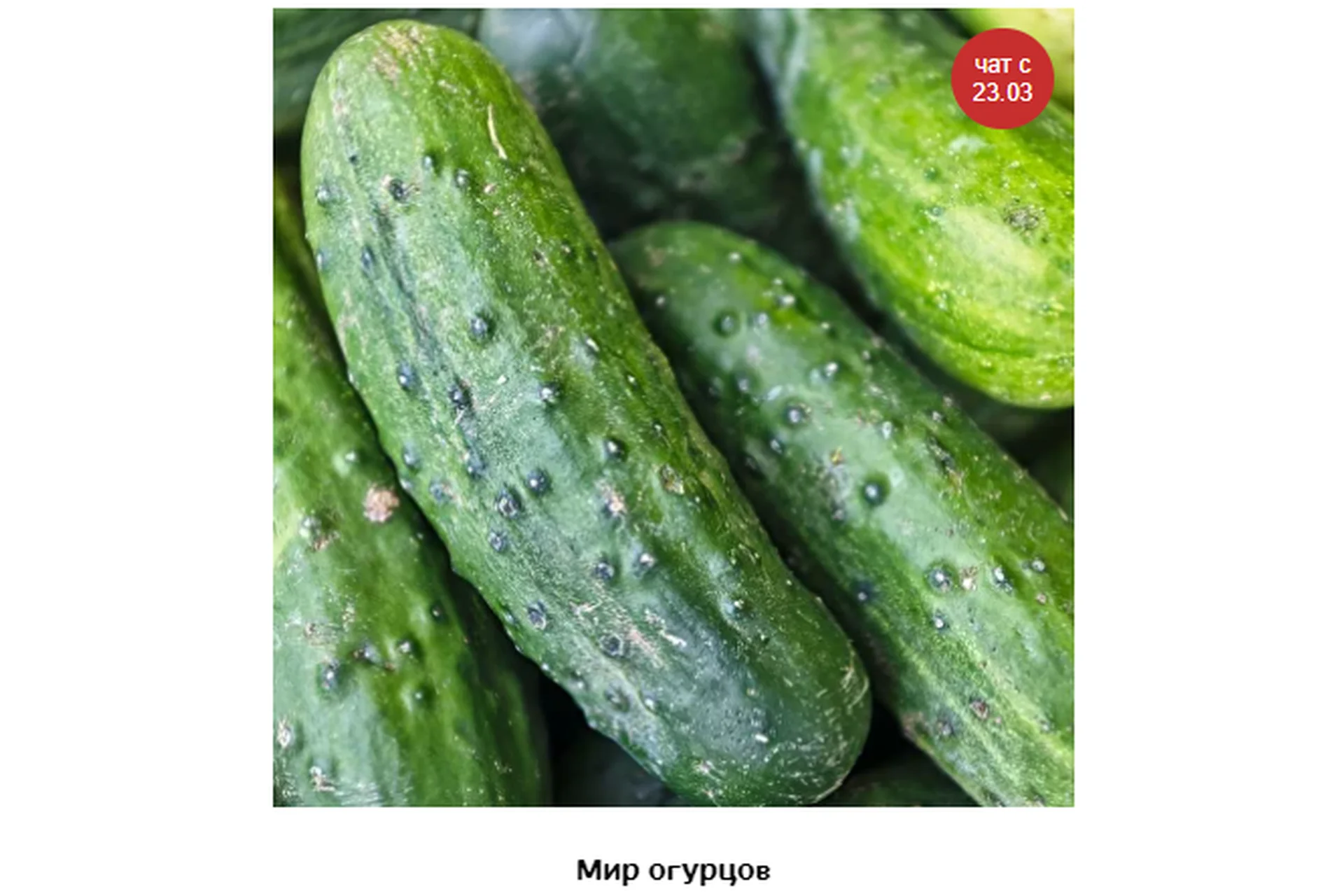 Мир огурцов (Кристианна Виниченко), фото 1 из 1.