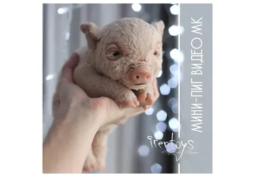 Мини-пиг (Ирина Щербакова)