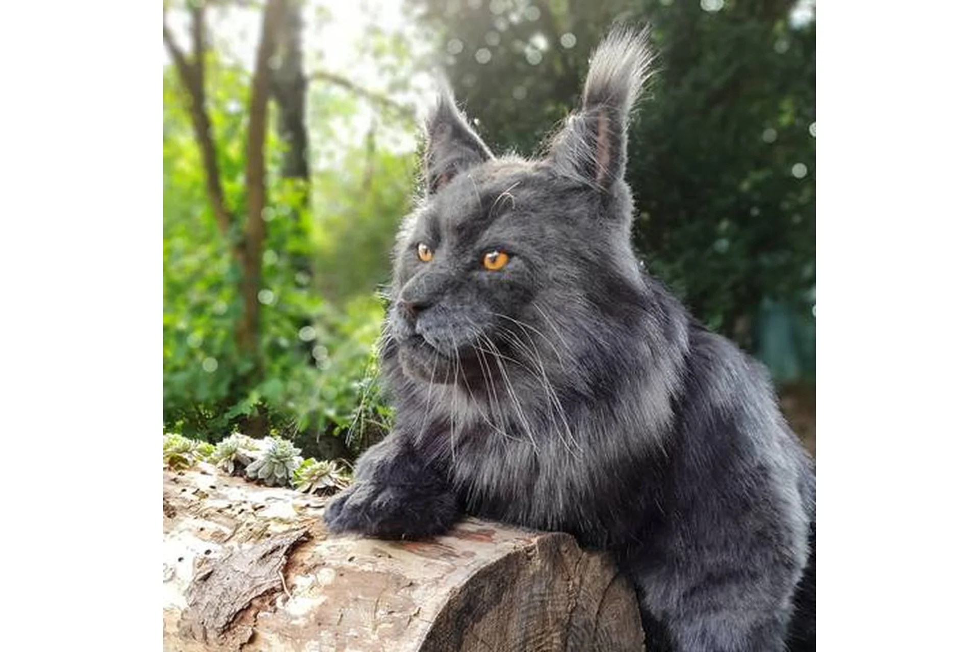 Реалистичная авторская игрушка Мейн-кун (Оксана Шер), фото 1 из 1.