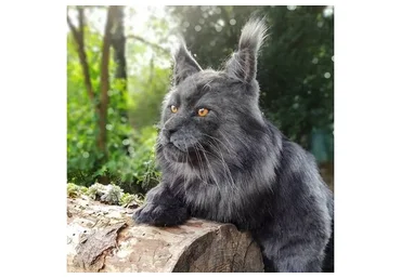 Реалистичная авторская игрушка Мейн-кун (Оксана Шер)