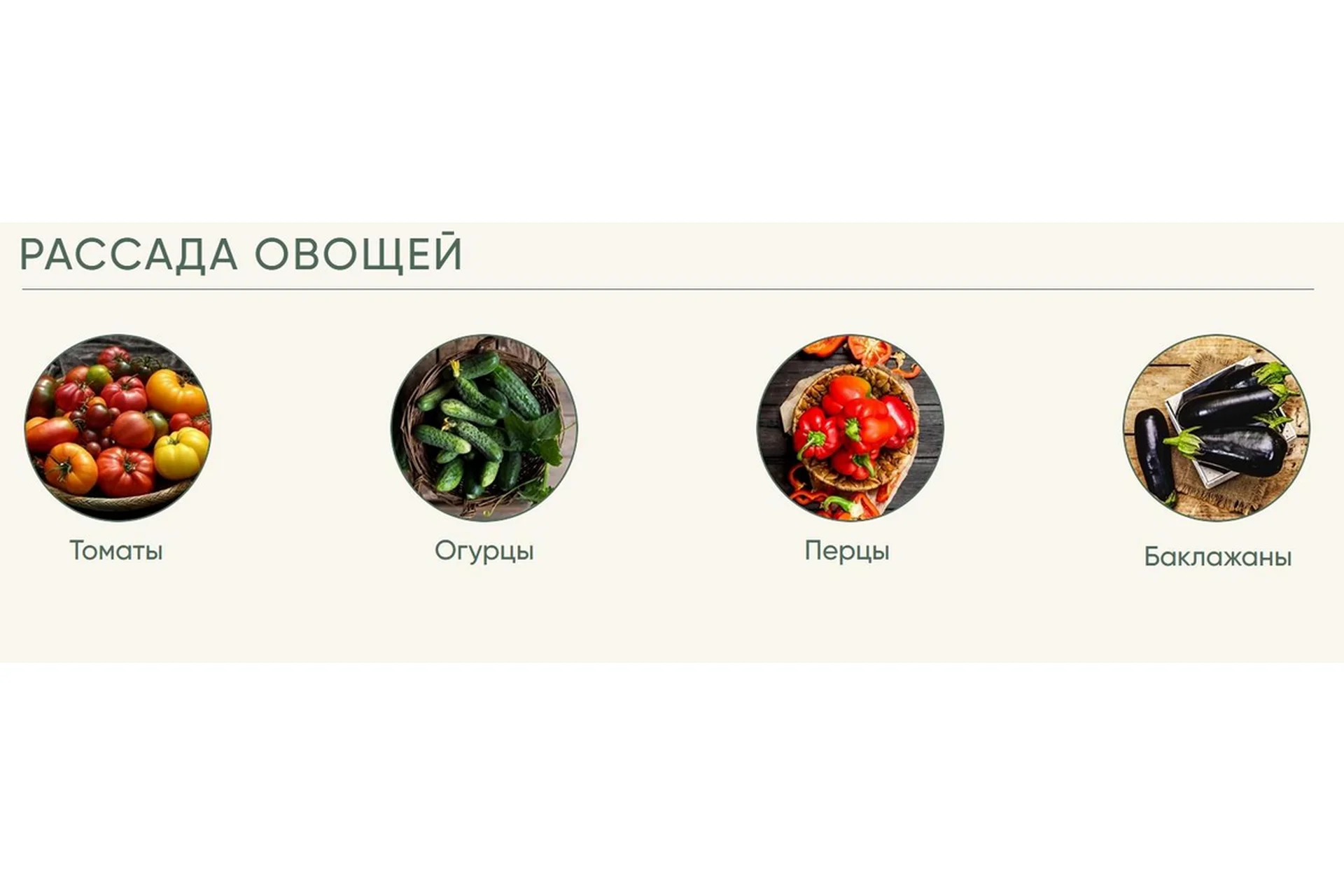 Рассада без досады. Овощная рассада (Анна Акинина), фото 1 из 1.