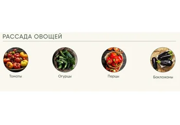 Рассада без досады. Овощная рассада (Анна Акинина)