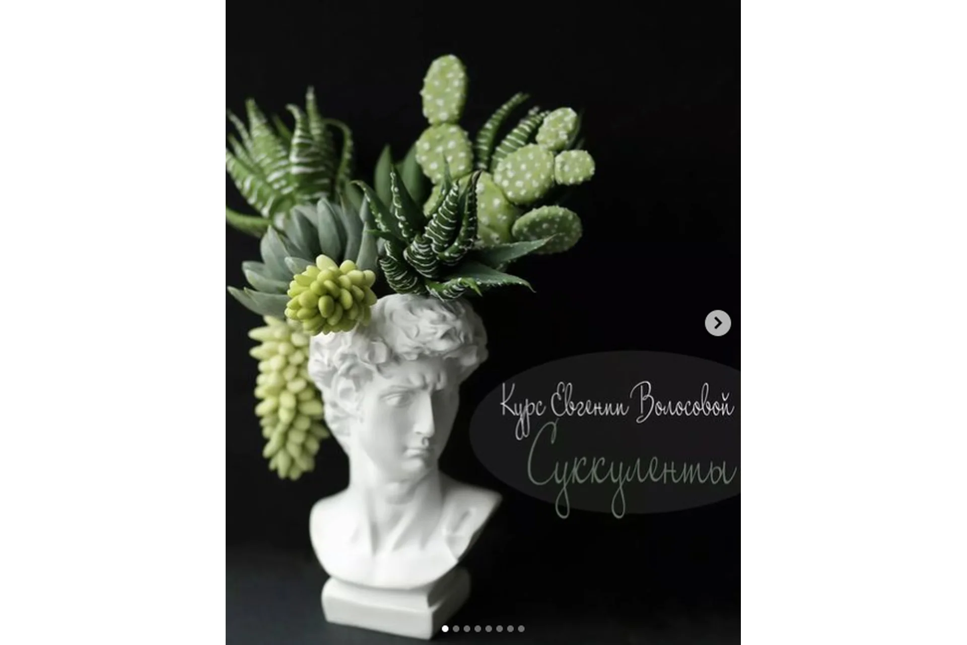 Суккуленты (Евгения Волосова), фото 1 из 1.