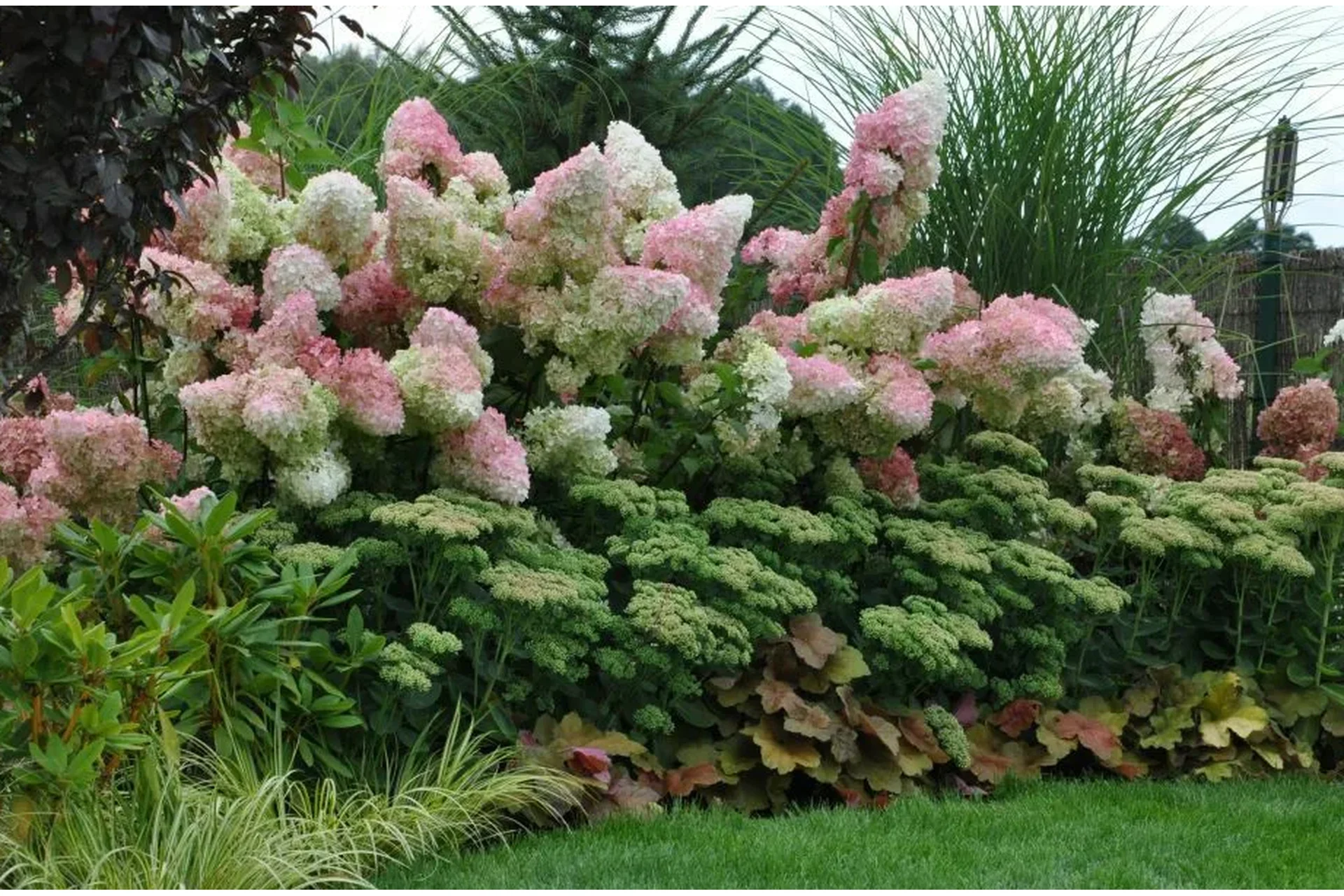[Ландшафтное бюро] Метельчатые гортензии (Кристианна Виниченко), фото 1 из 1.