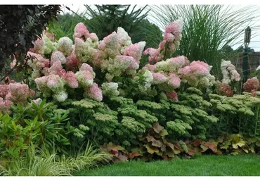 [Ландшафтное бюро] Метельчатые гортензии (Кристианна Виниченко)