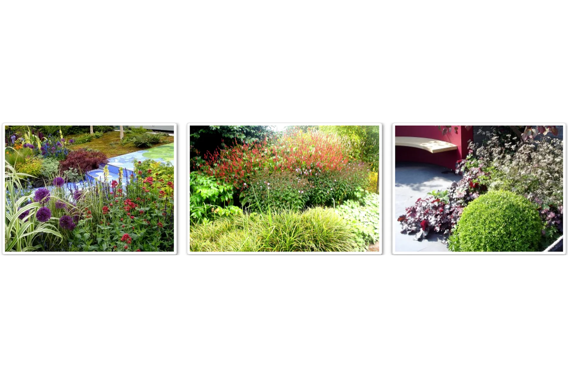 [Сад по-новому] Дымки — модные акценты для цветника. Виды и сорта (Наталья Мягкова), фото 1 из 1.