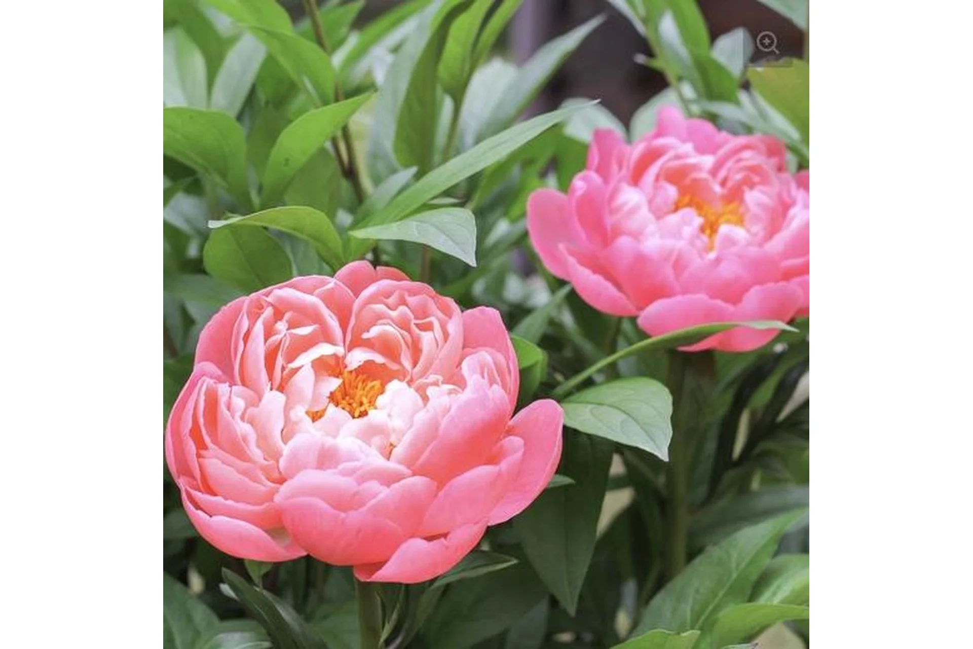 Пионы Корал Шарм (tanyaflower), фото 1 из 1.