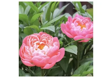 Пионы Корал Шарм (tanyaflower)