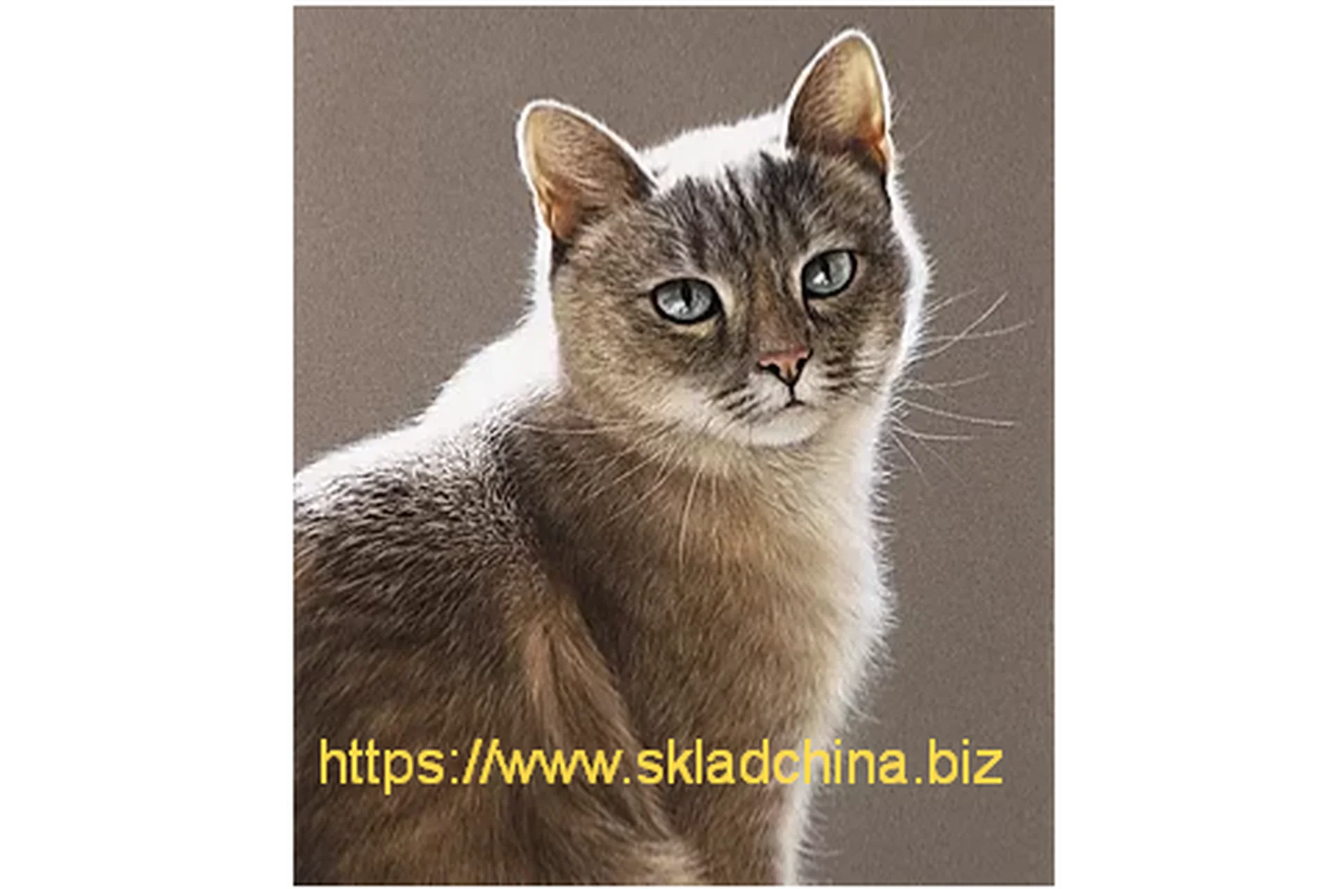 Кошка в контражуре (Юлия Дубинина), фото 1 из 1.