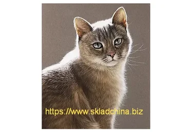 Кошка в контражуре (Юлия Дубинина)