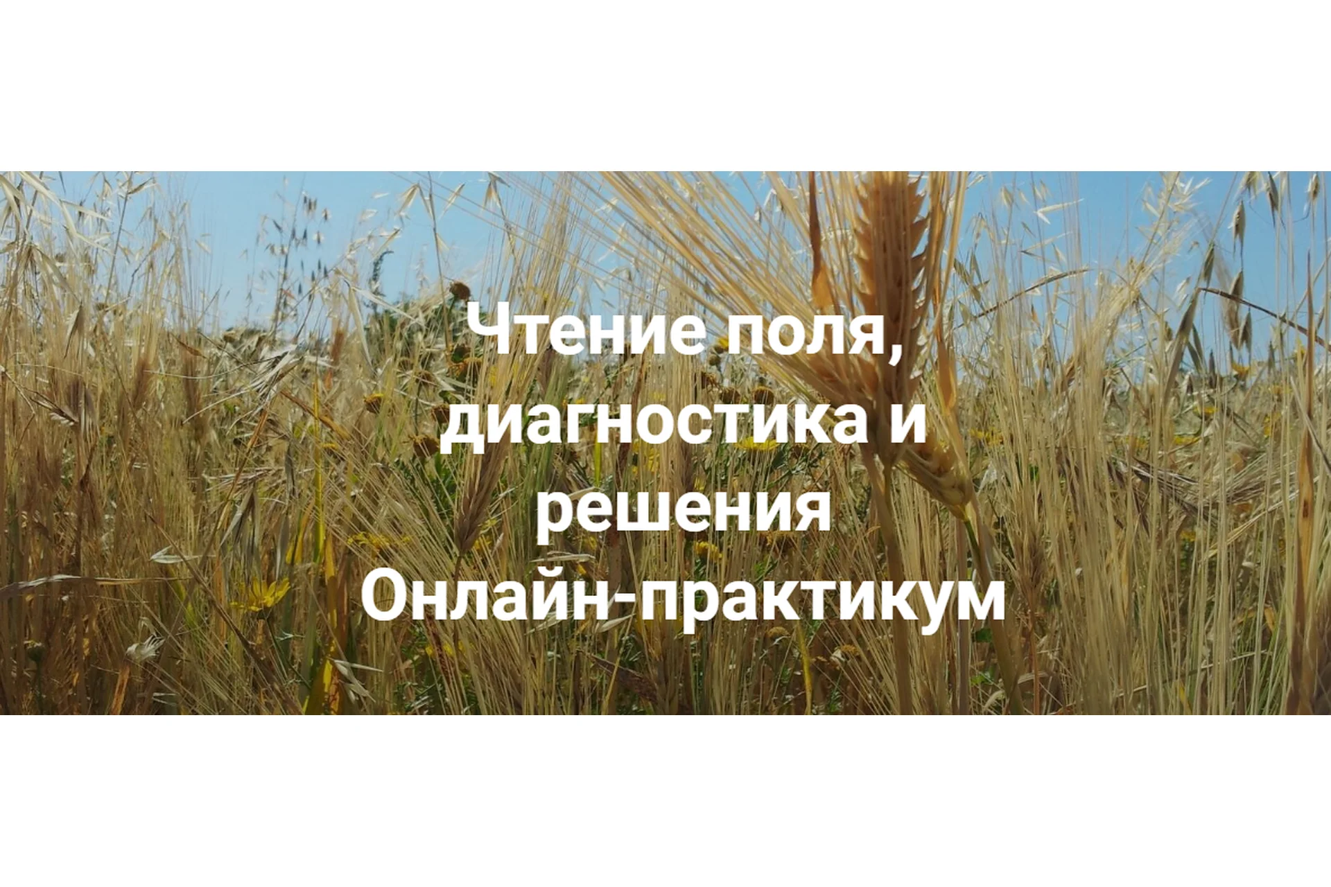 [Институт открытого поля] Чтение поля, диагностика и решения. Вся практика (Елена Веселаго), фото 1 из 1.