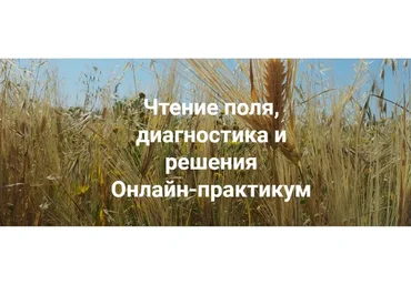 [Институт открытого поля] Чтение поля, диагностика и решения. Вся практика (Елена Веселаго)