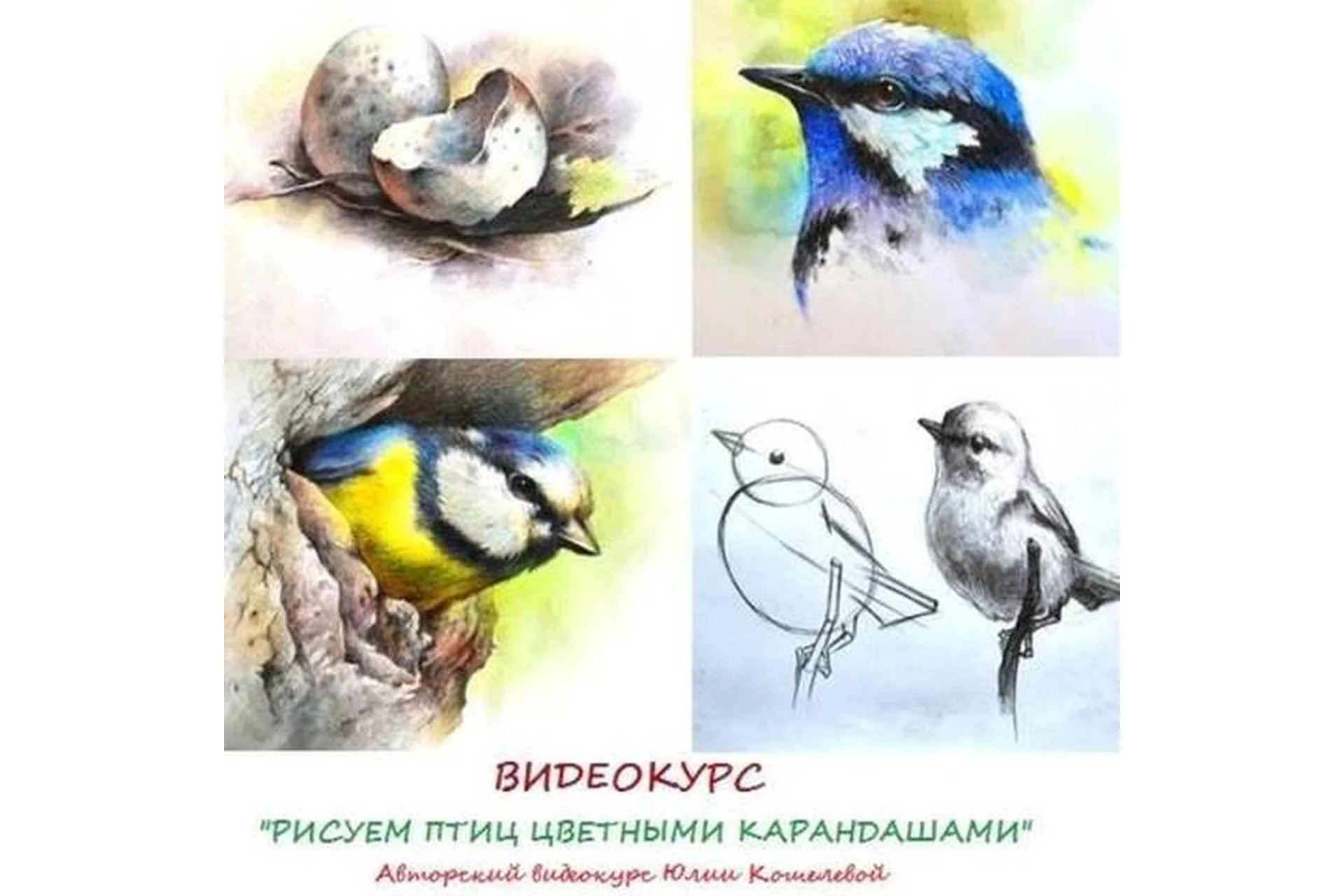 Рисуем птиц цветными карандашами (Юлия Кошелева), фото 1 из 1.