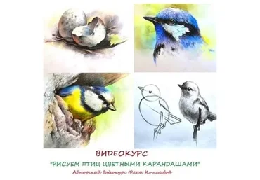Рисуем птиц цветными карандашами (Юлия Кошелева)