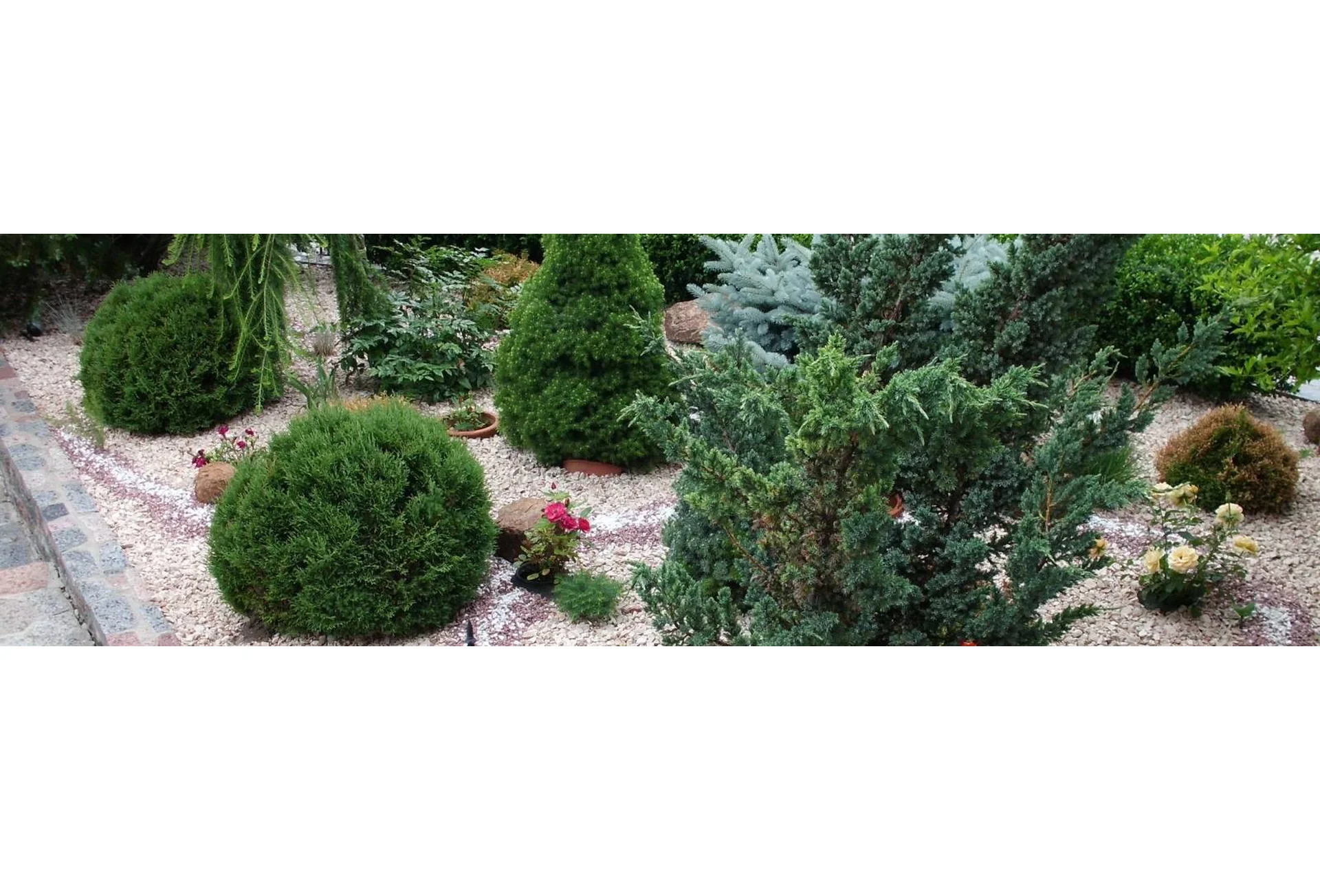 Виды хвойных растений и композиции из них (Наталья Мягкова), фото 1 из 1.