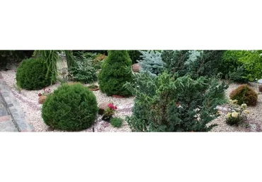 Виды хвойных растений и композиции из них (Наталья Мягкова)