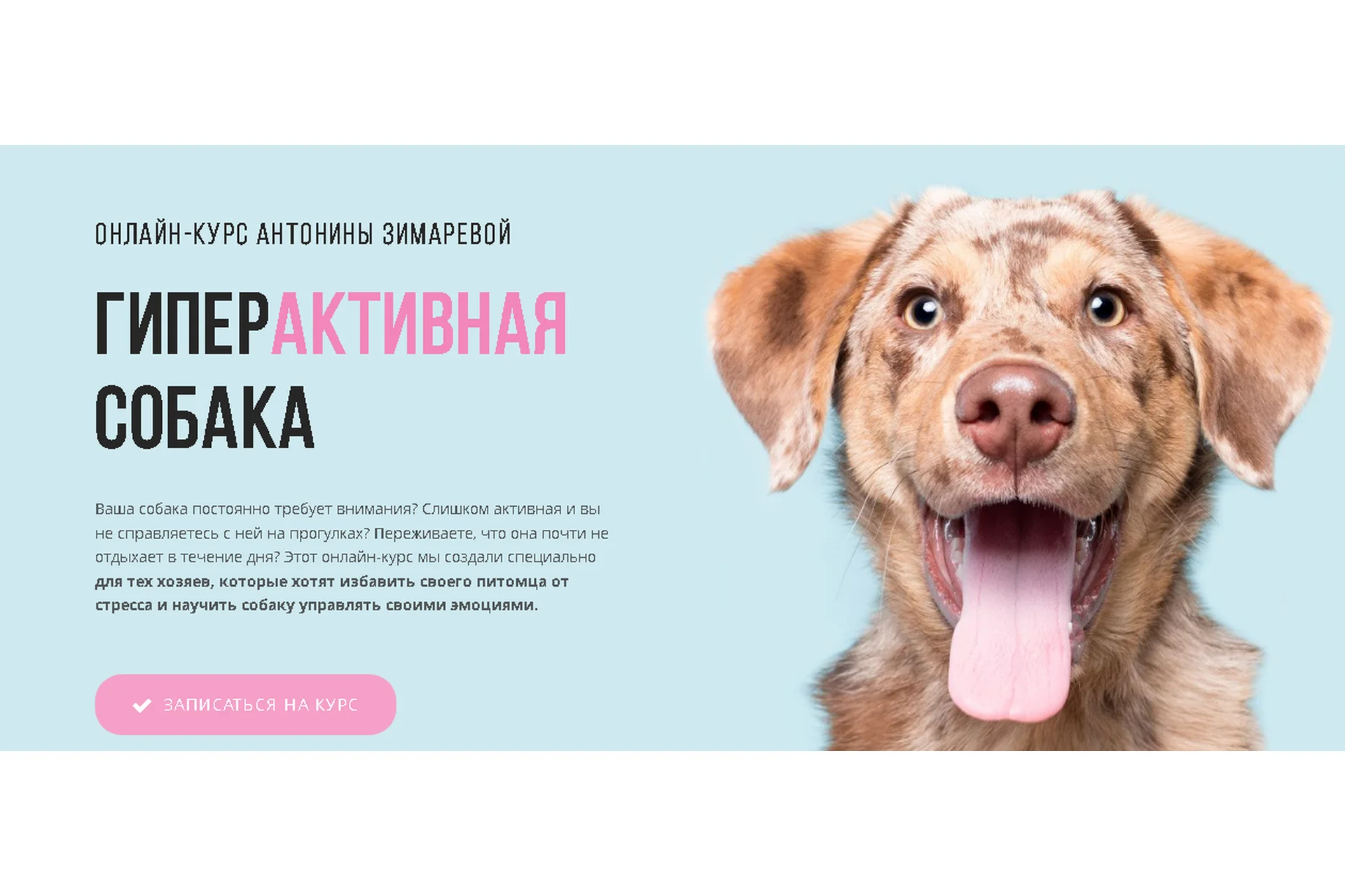 [Kinolog School] Гипервозбудимая собака. Тариф - Самостоятельный (Антонина Зимарева), фото 1 из 1.