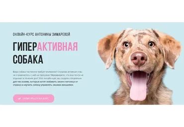 [Kinolog School] Гипервозбудимая собака. Тариф - Самостоятельный (Антонина Зимарева)