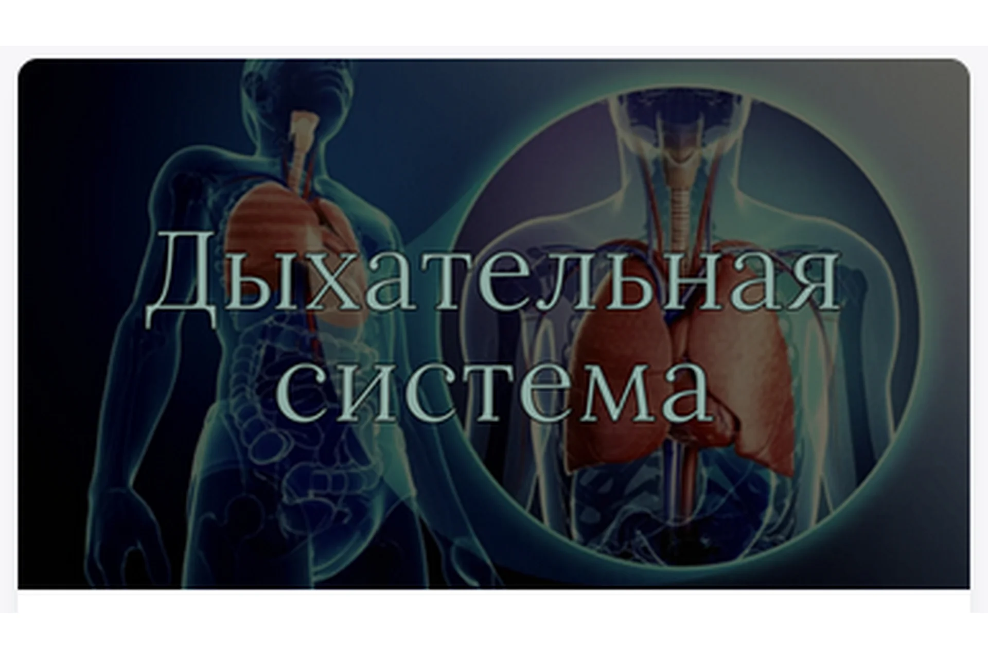[AnatomyEducation] Модуль 5. Дыхательная система (Эдгар Кафаров), фото 1 из 1.