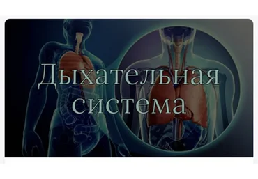 [AnatomyEducation] Модуль 5. Дыхательная система (Эдгар Кафаров)