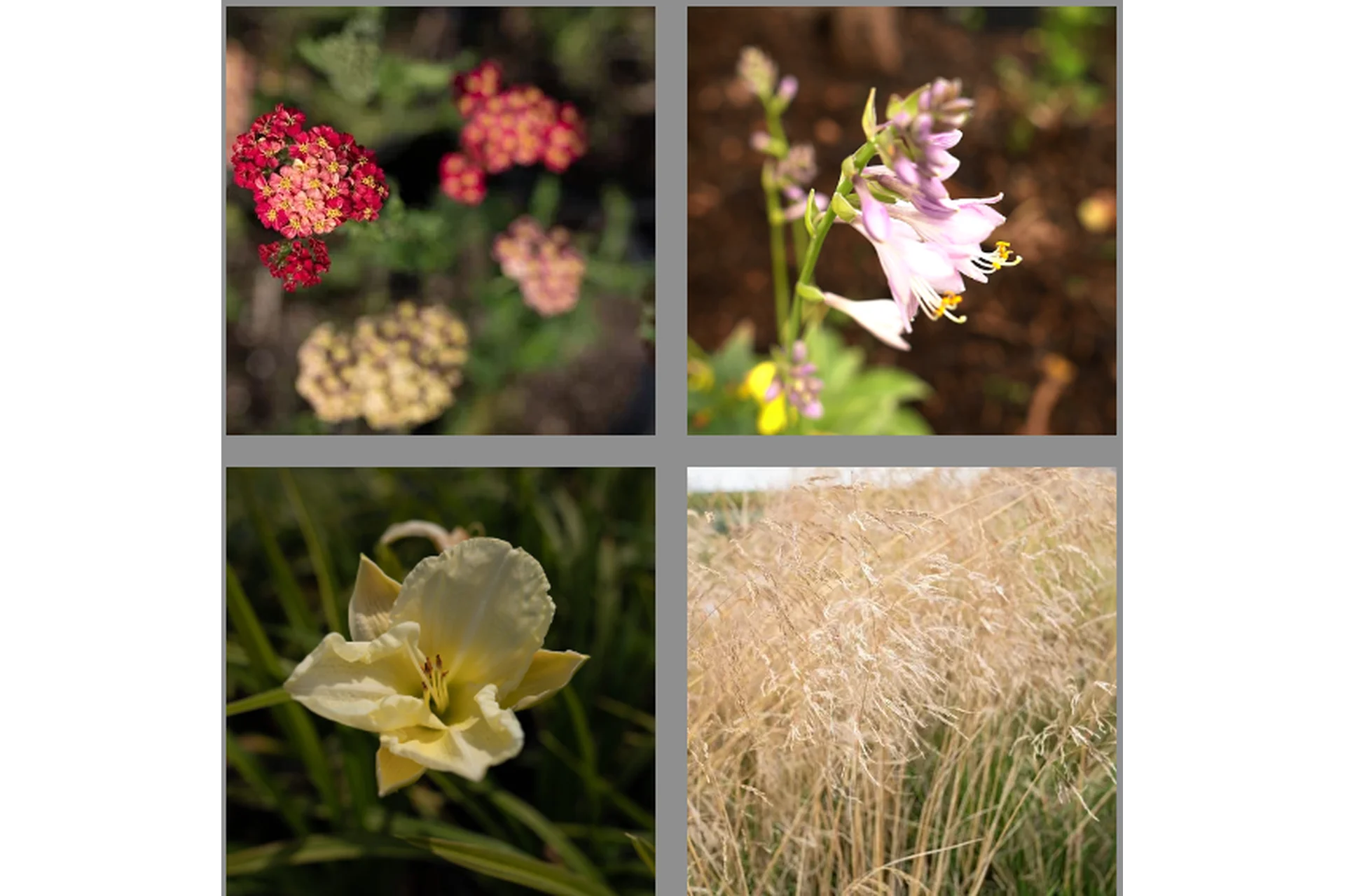 [Школа Ландшафтного Дизайна] Многолетники. Стандартное обучение  (Елена Савич), фото 1 из 1.