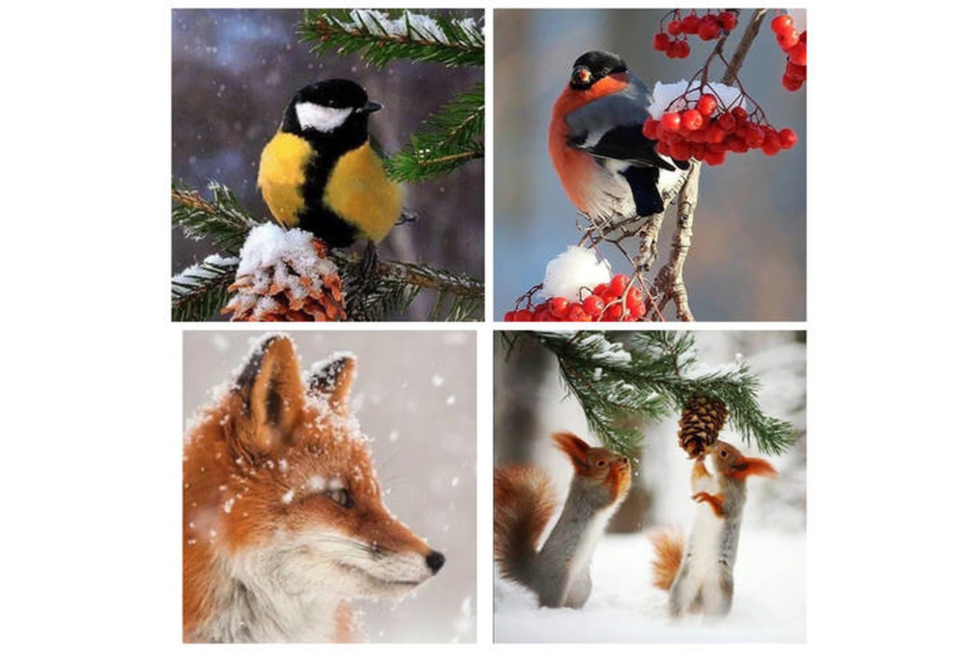 Курс «Зимний» (Ирина Шпакова), фото 1 из 1.