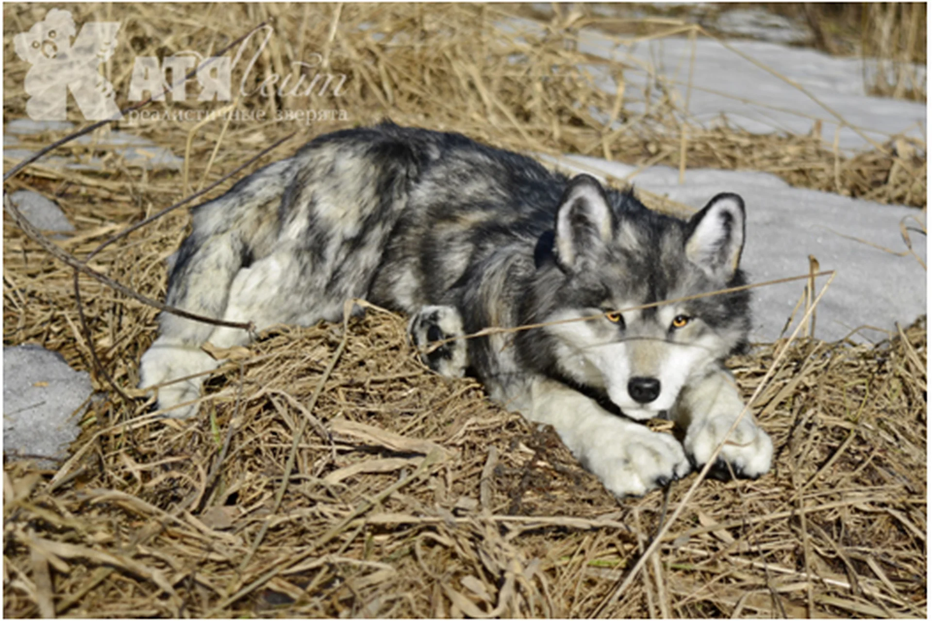 Реалистичный волк. Тариф VIP (Катя Лейт), фото 1 из 1.