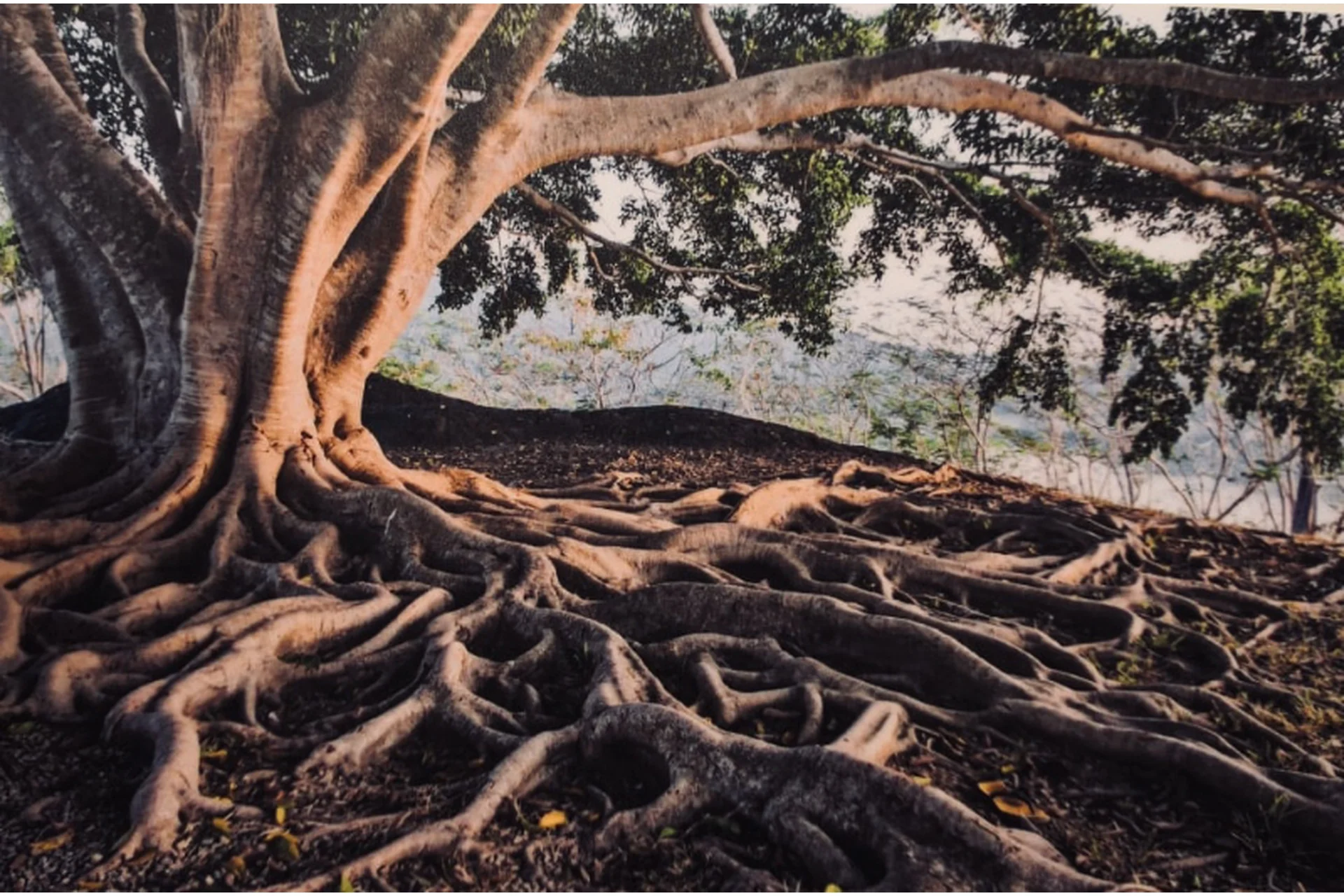 Исцеление Рода. Базовый: Обращение за помощью к Роду (Наталья Серебрякова), фото 1 из 1.