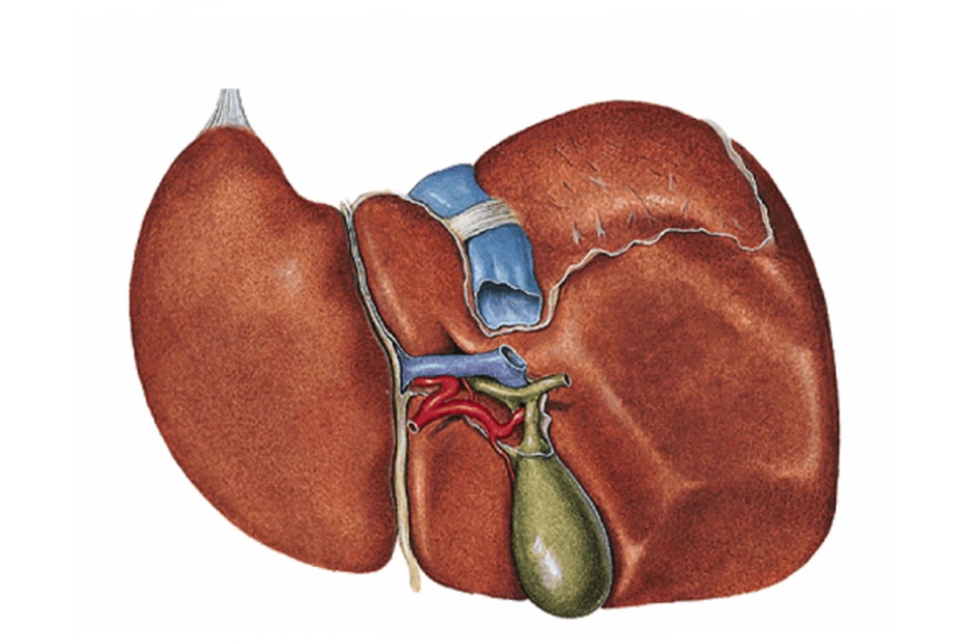 Коррекция печени (Юджиния Квант), фото 1 из 1.