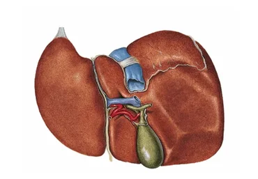 Коррекция печени (Юджиния Квант)